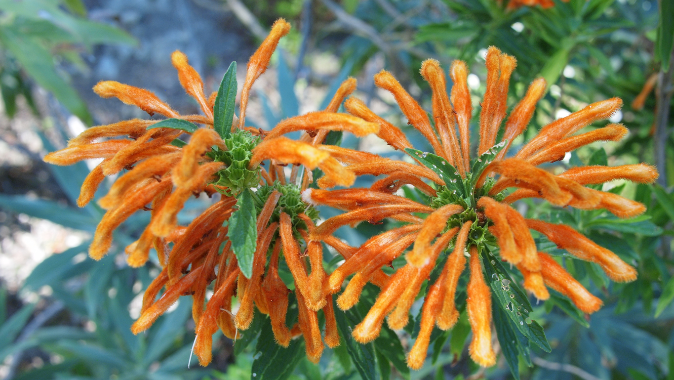 Leonotis leonurus – Evergreen